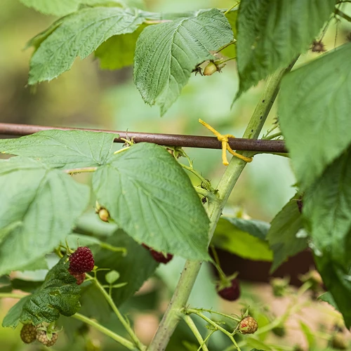 Dzeltena kokvilnas aukla 2 mm/55 m/100 g - 9