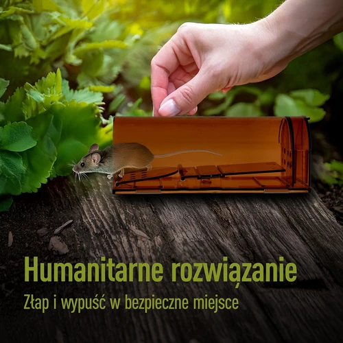 Peles slazds – dzīvs slazds, caurspīdīgs, 2 gab. - 7
