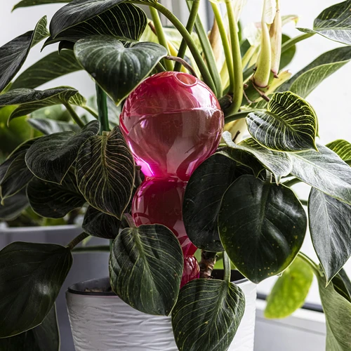 Trīskameru apūdeņošanas bumba (ar trim kamerām), caurspīdīgi rozā, 600 ml - 7